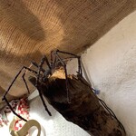 村のピザ屋 カンパーニャ - アースバックハウス