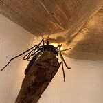 村のピザ屋 カンパーニャ - アースバックハウス