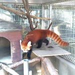 熱川バナナワニ園分園フルーツパーラー - レッサーパンダ