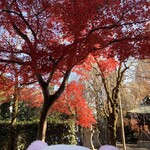 深大寺そば 青木屋 - 紅葉にうっとり。