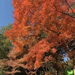 深大寺そば 青木屋 - 燃える様な紅葉。