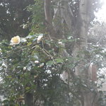 海石榴 - 露天からの眺め