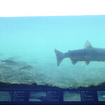 料亭 能登新 - （おまけ）本物の三面川。江戸時代に藩士による世界初の資源保護（種川の制）が敷かれ、今に至る鮭文化の基となった