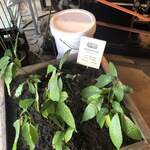 Maison Marou Saigon - 