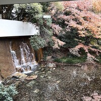 ブッフェアンドカフェ スロープサイドダイナー ザクロ - まだまだ紅葉が綺麗ね♪