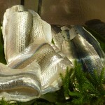 鮨屋とんぼ - ネタケース