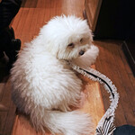 旬采 - ちょっとボサボサ・・