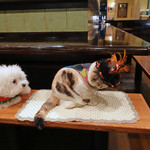 旬采 - I'll do what I like, says ミー  