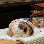 旬采 - ネコはあくまでもマイペース