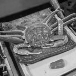 うを徳 - 隱州（おき）"松葉蟹（まつばがに、≒楚蟹）"、二百匁（≒750g）　※ピンボケ御免