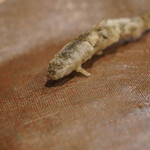 うを徳 - 江州琵琶湖（あうみびはこ）"本諸子（ほんもろこ）"の天麩羅（てんぷら）、前（まへ）