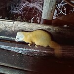 高峰温泉 - テンが天かすを食べに来ます