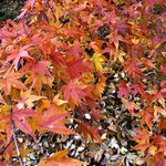 Oisuta Bajakku Potto - やっと少し紅葉している木を見つけました