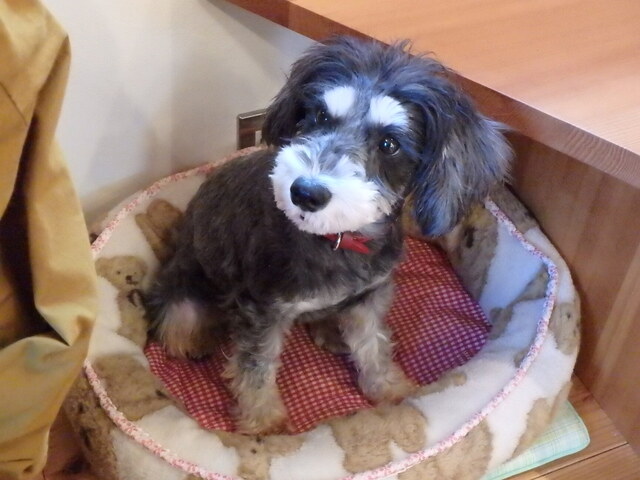 看板犬見習い始めました まるちゃん By 邪悪ちきん 北鎌倉 欒カフェ キタカマクラ オウチカフェ 北鎌倉 カフェ 食べログ