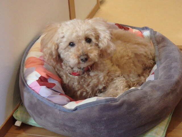 看板犬見習い始めました まるちゃん By 邪悪ちきん 北鎌倉 欒カフェ キタカマクラ オウチカフェ 北鎌倉 カフェ 食べログ