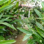 がらまんじゃく - 