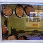 Sydney Fish Market - アワビ