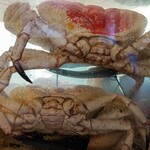 Sydney Fish Market - キング・クラブ