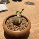 マンサルヴァ - 