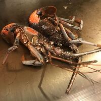 レストラン ロワール 鉄板焼 - 