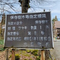 欅苑 - 欅のご説明？