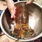 烏賊 鮨ダイニング 鮮助 - アオリイカ(大)
      活きがいいですよ！