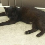 志賀坂 - おまけショット  クロマメが朝ご飯を終ってゴロゴロモード……