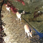 山ばな平八茶屋 - お部屋からの眺め