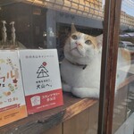 Kohi Botan - 看板猫ボンちゃん♂