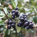 鎌倉紅谷 - お庭