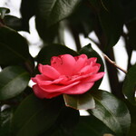 鎌倉紅谷 - お庭