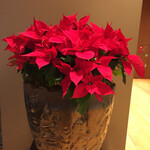 ベトナム南部伝統料理 フーン ナム - 4　ポインセチア