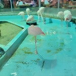 メヒコ つくばフラミンゴ館 - フラミンゴ