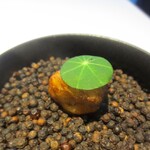 レスピラシオン - レンコンのコロッケ