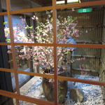 僧伽小野 一秀庵 - 玄関入ってすぐの桜