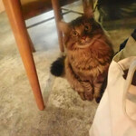 Cafe ヒペリカム - アル「カレーおいしいニャか？」