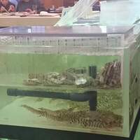 博多料亭 稚加榮 - 