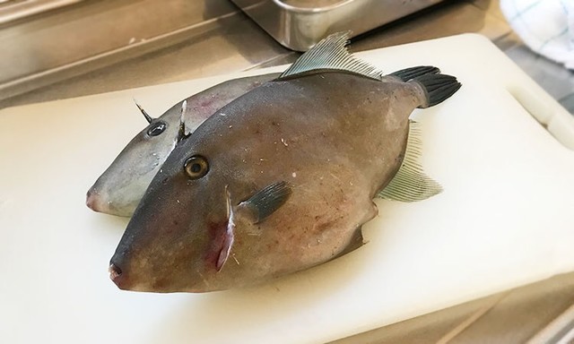 魚々魚かさまつ（【旧店名】魚河岸紀翔） - 帯広（居酒屋）の写真