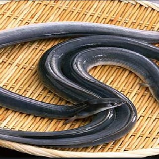 History of eel dishes