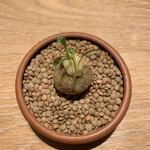 マンサルヴァ - 