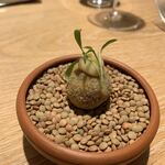 マンサルヴァ - 