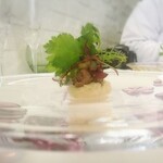 プレゼンテ スギ - カメリア