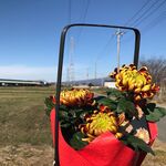 ビストロ セレニテ - コメリパワーで買ったお花と畑