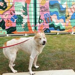 hale'aina HOA - ペットも同伴OK