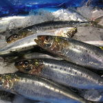 神田魚市場 つかさ丸 直売所 - 朝獲れ旬魚