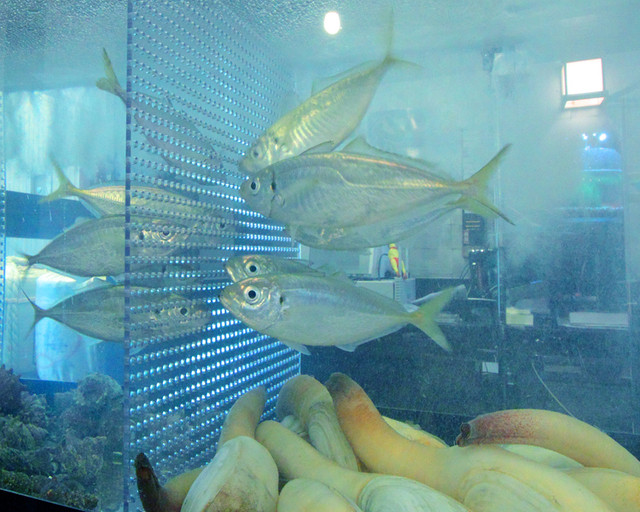 Ibaraki Kingyo photo 4