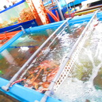 札幌市場めし　まるさん亭 - 蟹の生簀1【２０１９年１２月】