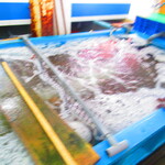 札幌市場めし　まるさん亭 - 蟹の生簀2【２０１９年１２月】