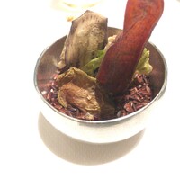 ベージュ アラン・デュカス 東京 - 