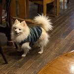 グラナダ - キャンディーちゃん